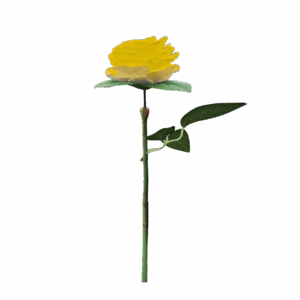 Rose unique jaune