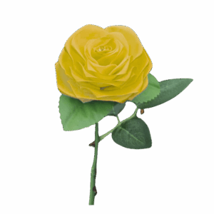 Rose unique jaune