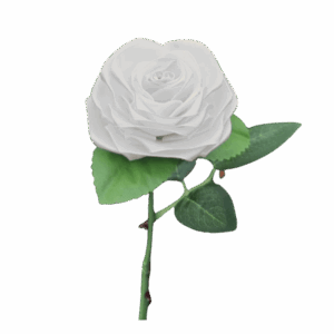 Rose unique blanche